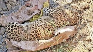 dead leopard , paws cut off, Ambad Taluka,