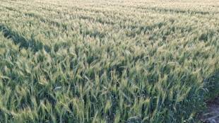 Wheat crop production is likely to increase in Indapur taluka |