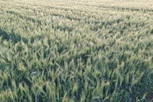 Wheat crop production is likely to increase in Indapur taluka |