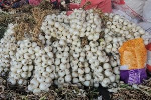 White onion from Alibaug enters in market