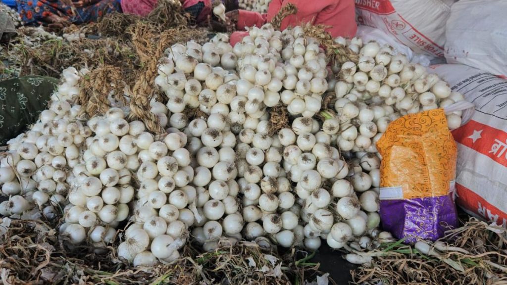 White onion from Alibaug enters in market