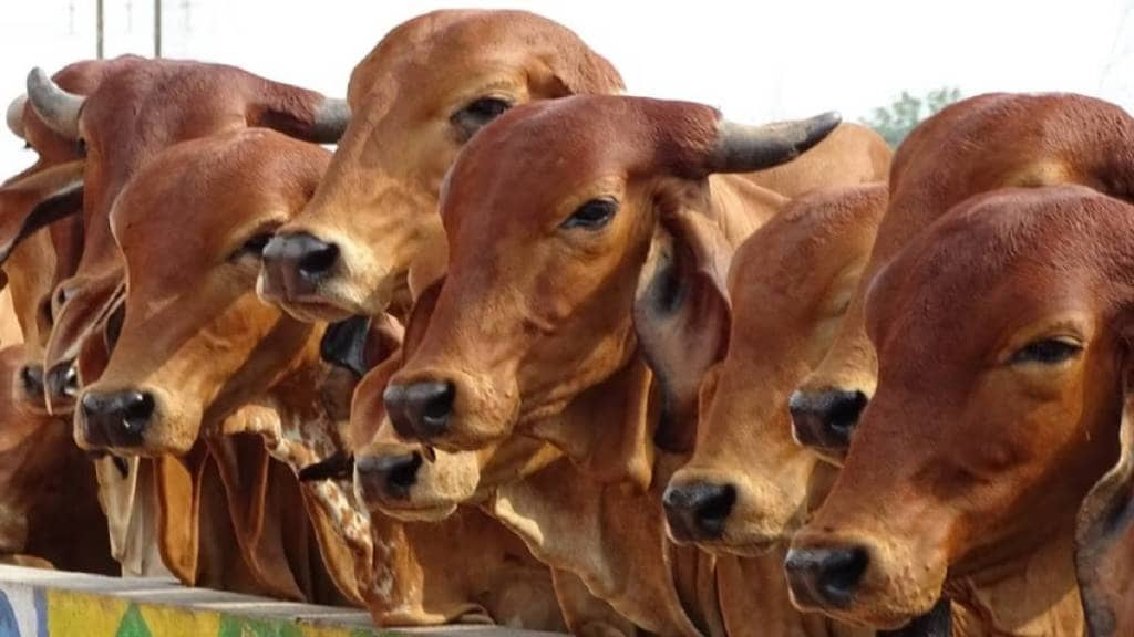 animal husbandry govt jobs 2025 news in marathi