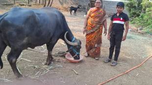 Dairy farmers face starvation due to increase in animal feed prices pune news