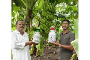 banana cultivation Ujani