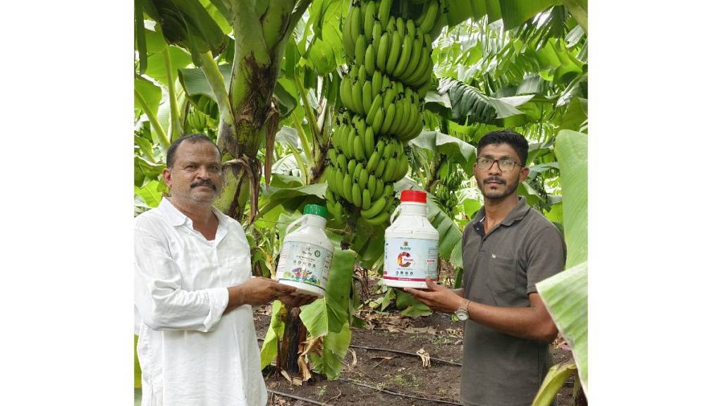 banana cultivation Ujani