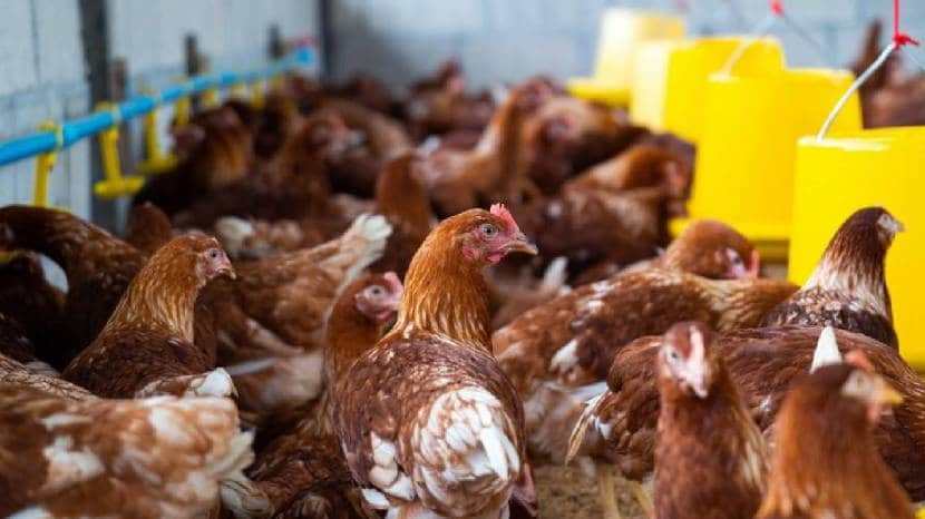 Are eggs safe to eat as bird flu spreads?