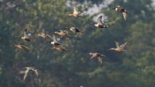 Decision of bird species in MMR due to destruction of wetlands and grasslands