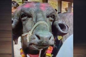 Nashik buffalo market news in marathi