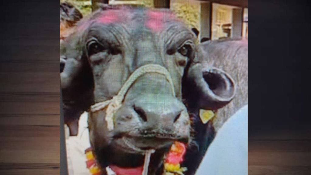 Nashik buffalo market news in marathi