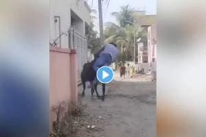 bull hit a man in dound pune