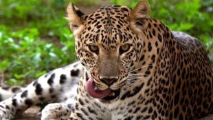 Solapur leopard death loksatta news