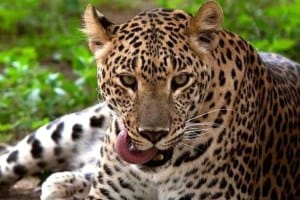 Solapur leopard death loksatta news