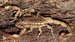 western ghat scorpion loksatta news