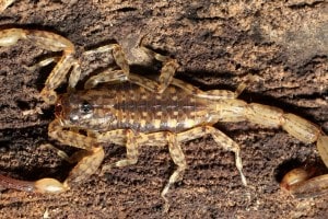 western ghat scorpion loksatta news