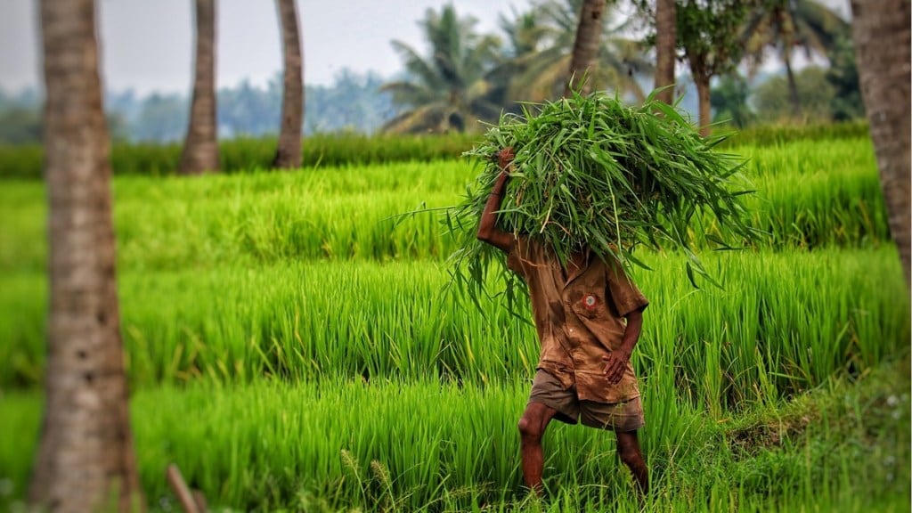 crop insurance scheme news in marathi