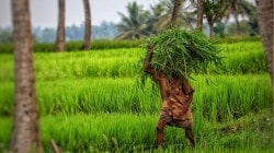 पीकविमा योजनेची फेररचना होणार, जाणून घ्या, प्रस्तावित निकष, निर्णय कधी होणार