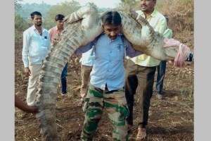 Crocodiles nanded news in marathi