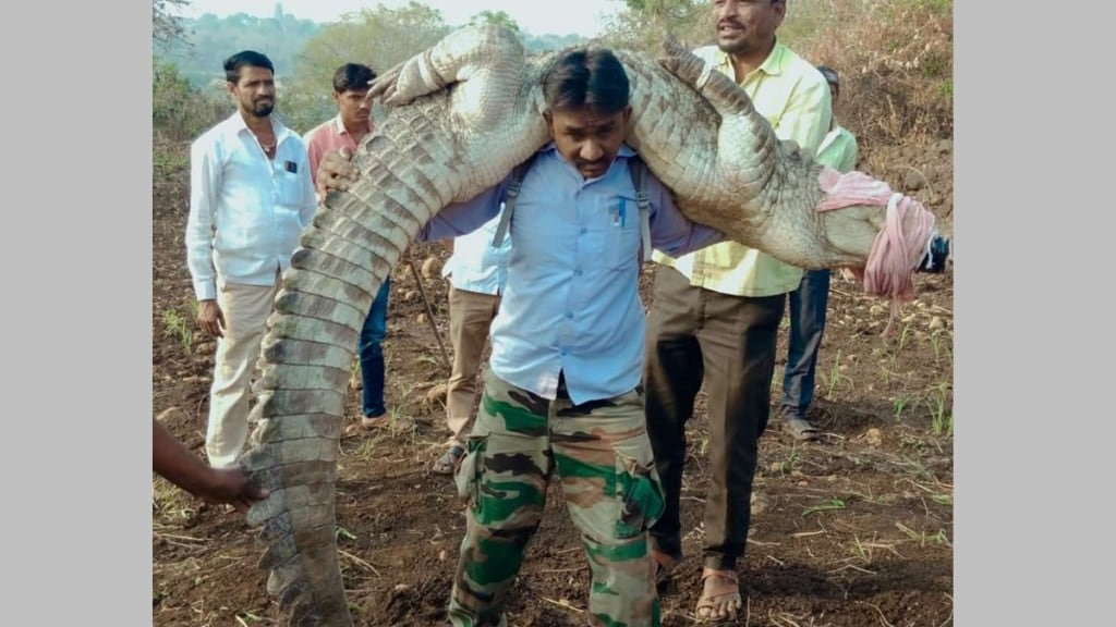 Crocodiles nanded news in marathi