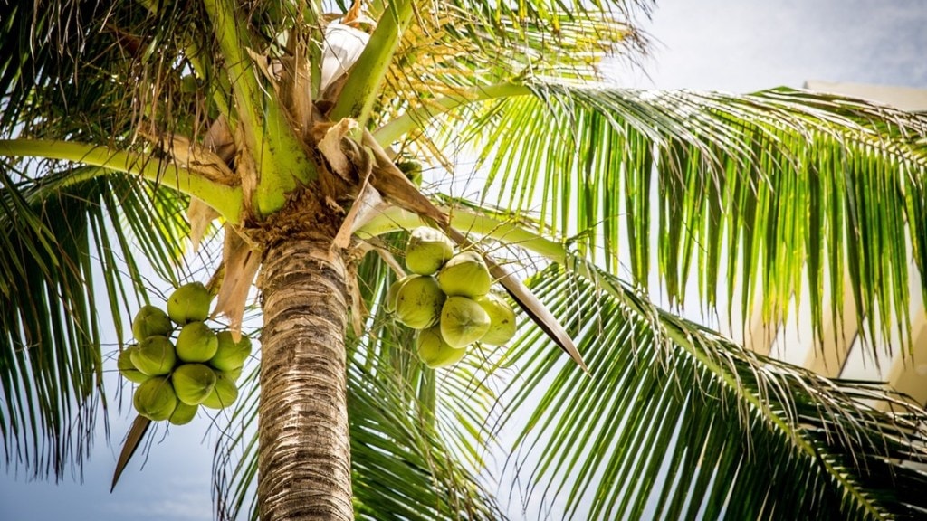 climate change coconut production