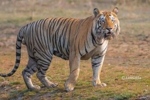 Ganesh Naik tiger poaching