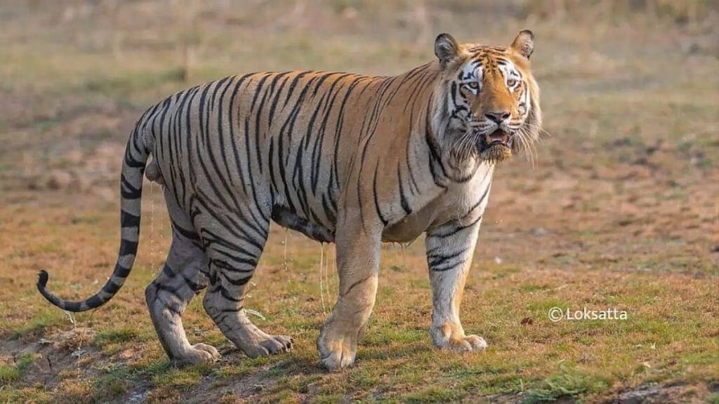 Ganesh Naik tiger poaching