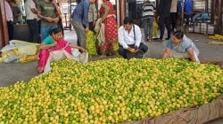 उन्हाळ्याची चाहूल, लिंबांच्या दरात वाढ