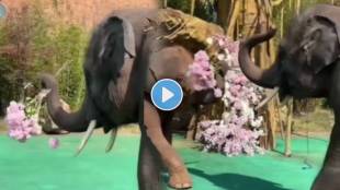 elephants proposed to their partner with Flowers