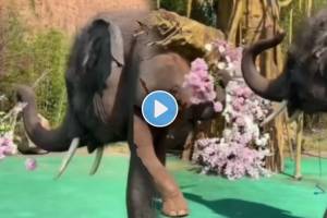 elephants proposed to their partner with Flowers