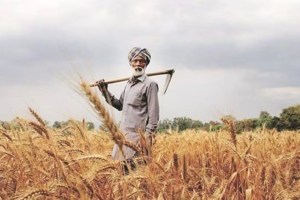 farmers get rs 592 crore 34 lakh 90 thousand 530 in bank accounts farmers affected by natural calamities