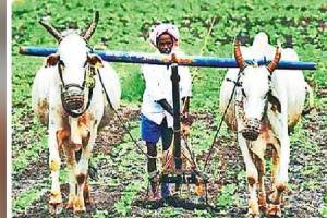 Budget 2025 Agricultural Production Yogendra Yadav Farmer Budget