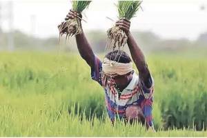 number of farmers in Sindhudurg who purchased government rice decreased by 692 this year compared to last year