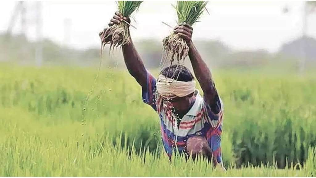 number of farmers in Sindhudurg who purchased government rice decreased by 692 this year compared to last year