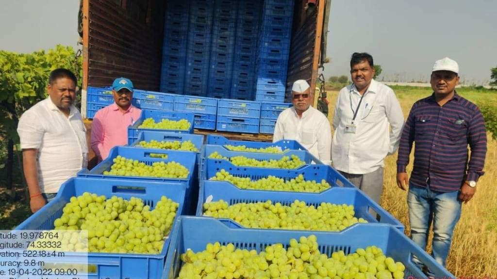 Grape exports will increase by one and a half times this year ahilyanagar news