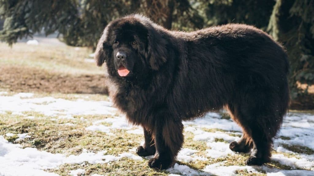 Tibetan Mastiff | most expensive dog breeds in india | pets dogs | best pets for home