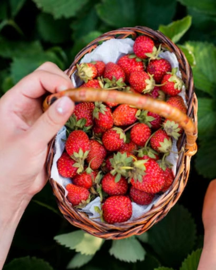 how to grow strawberries tips