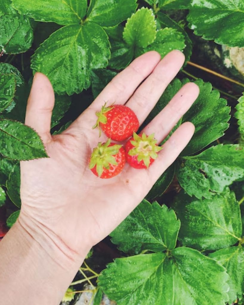 strawberry fruit