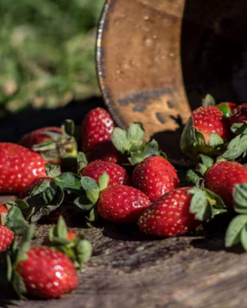 strawberries growing tips in gujarati