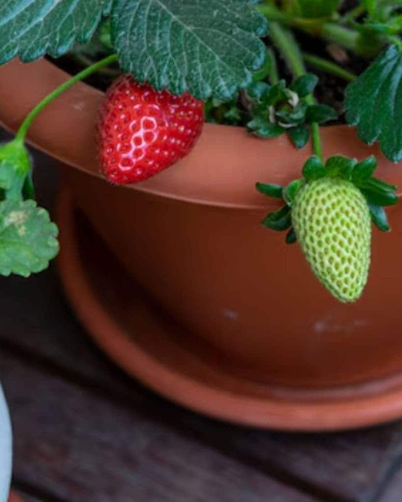 strawberry plants growing tips