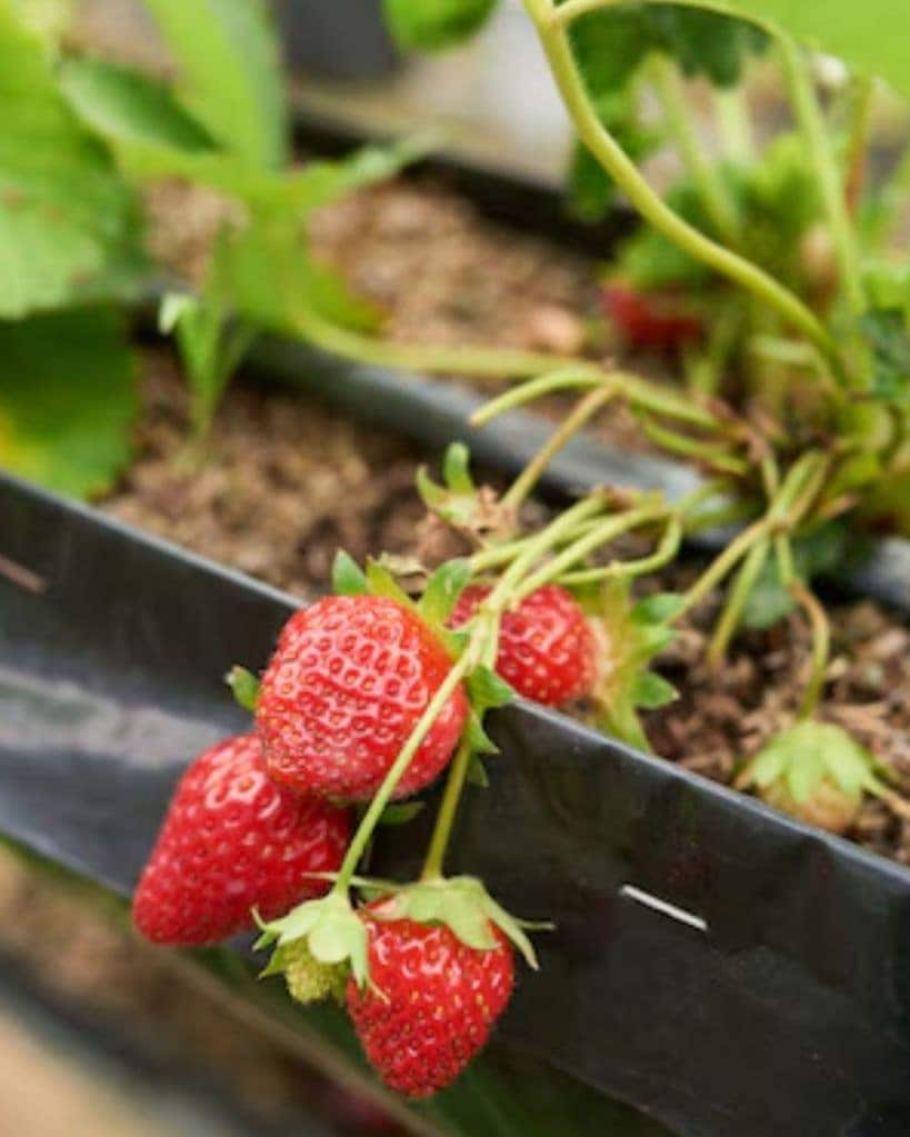 strawberry plants