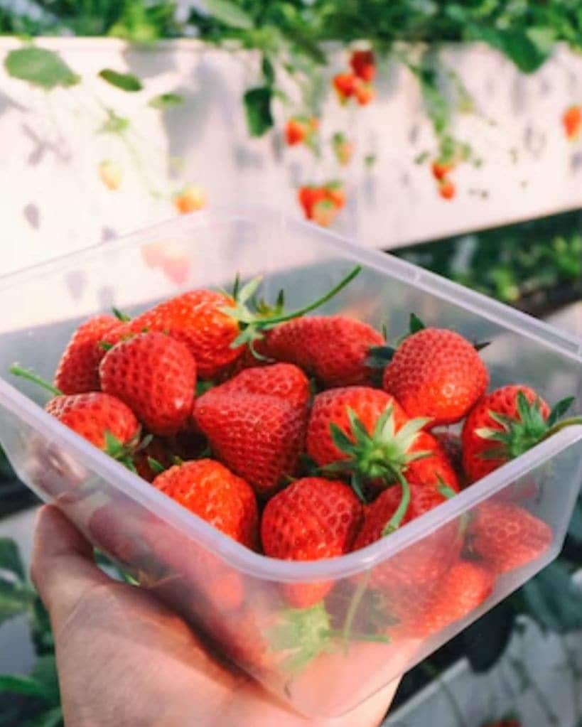 summer fruit strawberries