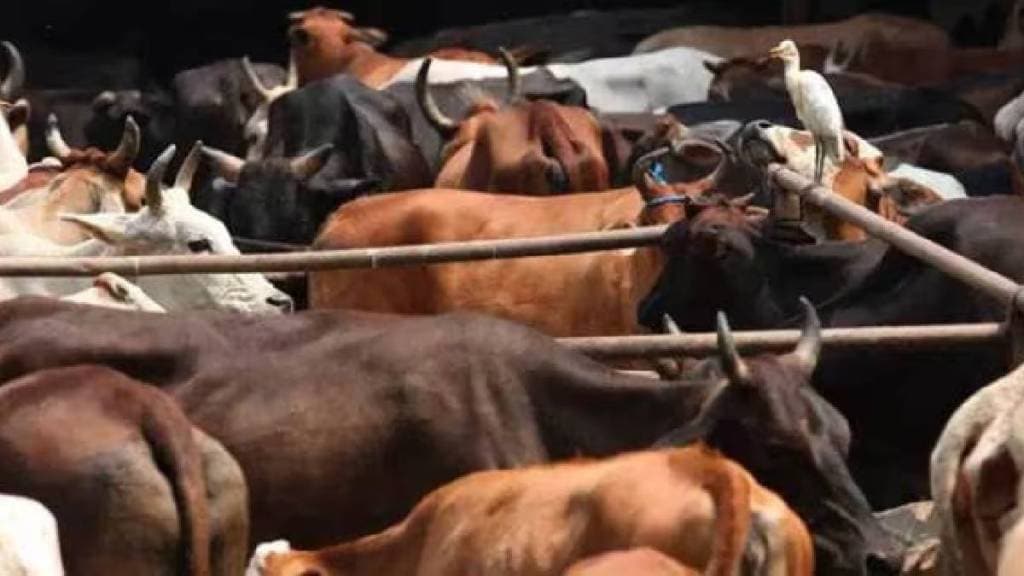 Police action Baramati carrying illegal beef cattle