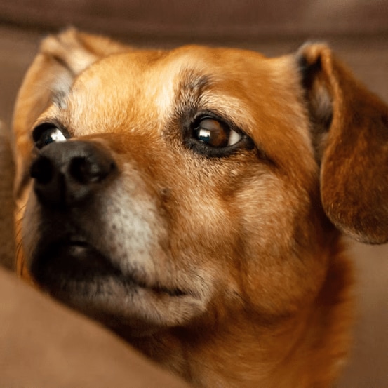  why dogs have wet noses and how this trait benefits their health
(Courtesy - Freepik)