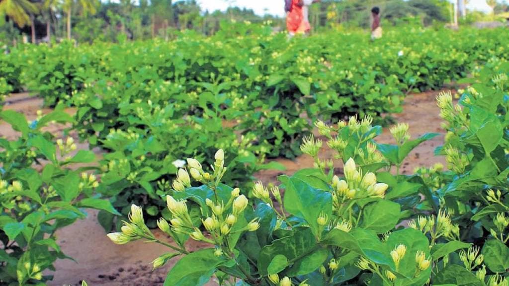 mogra production decline due to unseasonal rains cloudy weather and cold