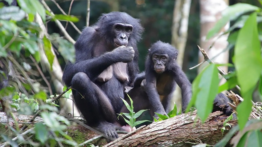 Bonobos