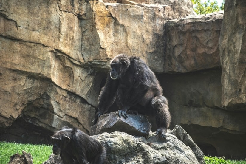 Chimpanzees