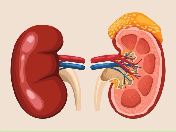 Five Kidneys