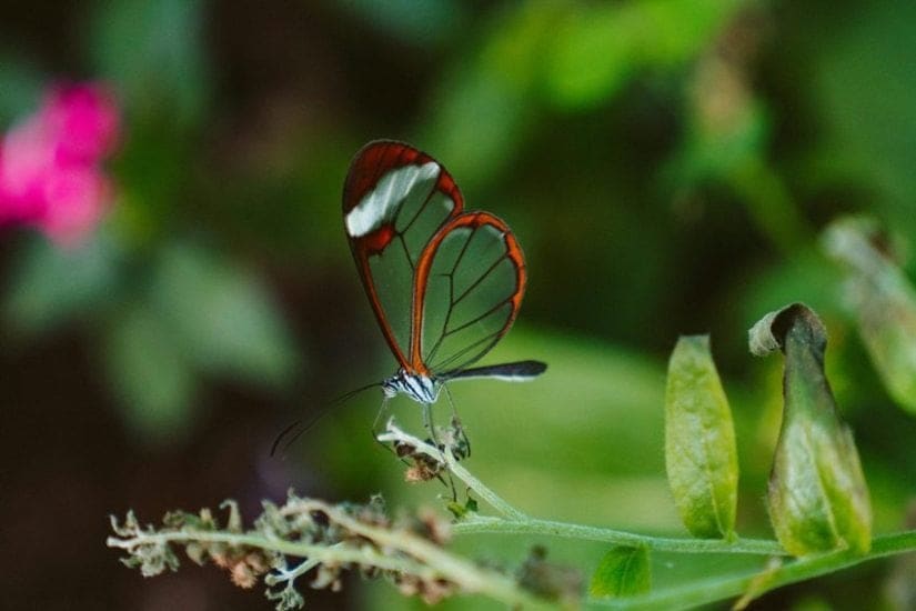 Glasswing Butterfly