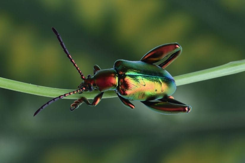 Green Jewel Bug