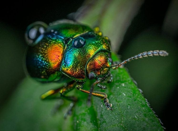 Jewel Beetle