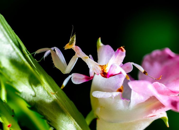 Orchid Mantis